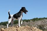 FOX TERRIER POIL LISSE 008